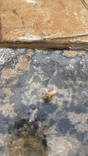 Western Honey Bee