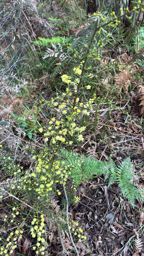 Spreading Wattle