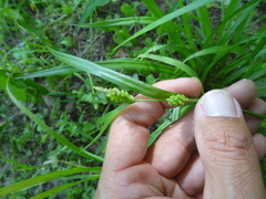 Carex flaccosperma