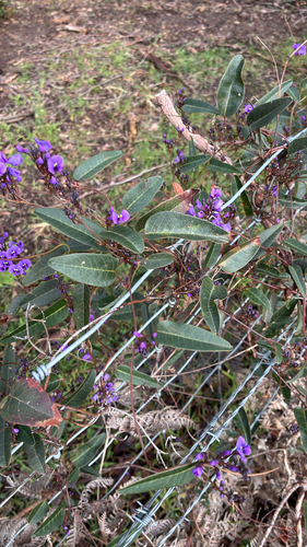 False Sarsaparilla