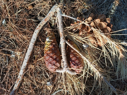 Aleppo pine