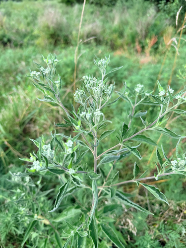 late boneset