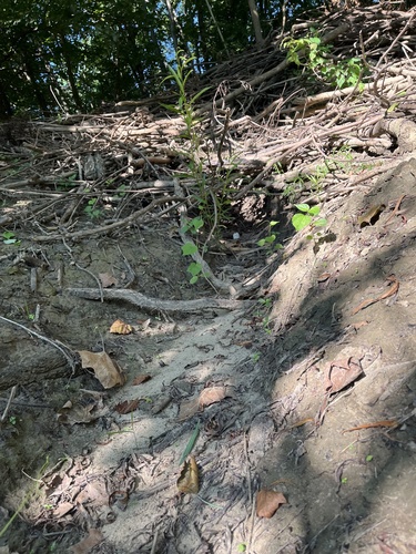 animal observation 2