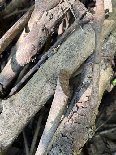 animal observation 3