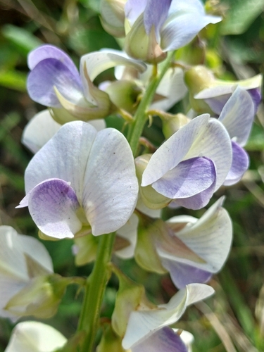 Crotalaria verrucosa observed 2026-08-05