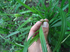 Carex flaccosperma