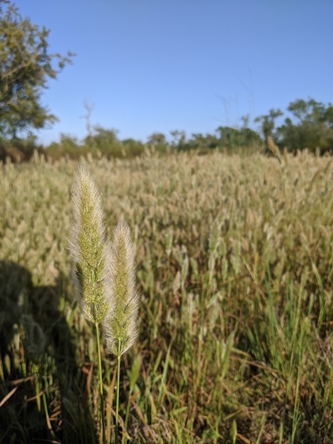 iNaturalist observation photo of rabbitfoot grass