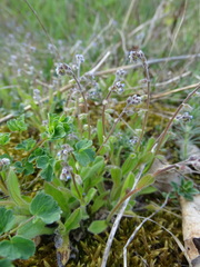 Myosotis stricta