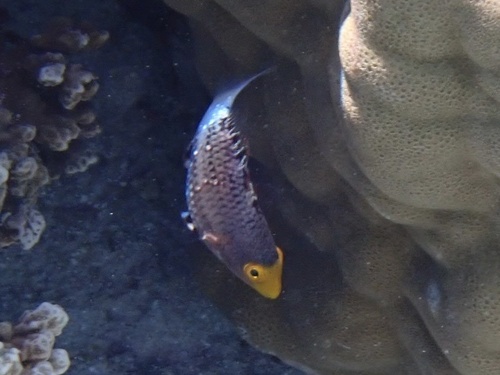 Hoogvin-papegaaivis (Scarus altipinnis) — Scaridae — 5