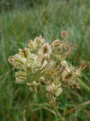 Laserpitium latifolium