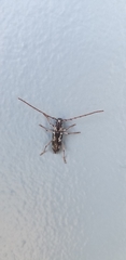 Elaphidion irroratum