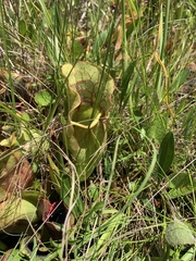Sarracenia purpurea venosa