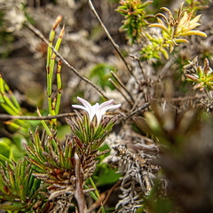 Roella arenaria