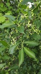 Bibio hortulanus