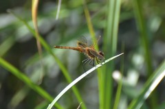 Urothemis