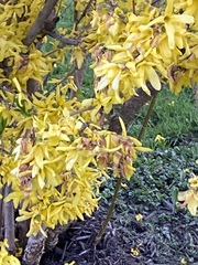Forsythia