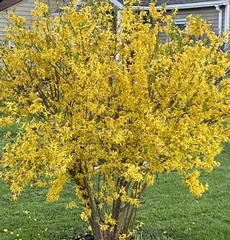 Forsythia