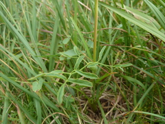 Laserpitium latifolium