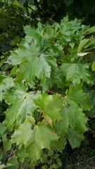 Bibio hortulanus
