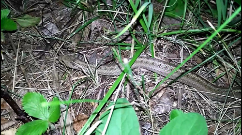Smooth Snake