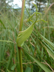 Laserpitium latifolium