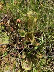 Sarracenia purpurea venosa
