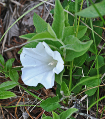 Calystegia spithamaea