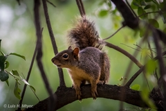 Parasciurus