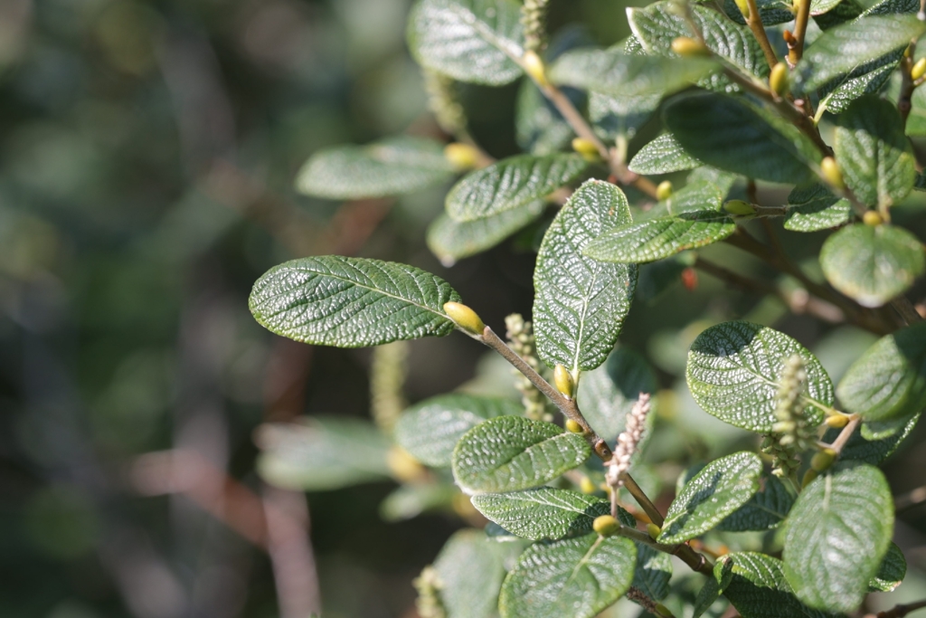 Salix vestita; photograph author not stated, no rights reserved