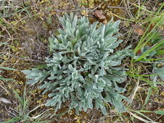 Helichrysum arenarium