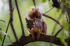Parasciurus