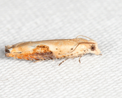 Pseudexentera costomaculana