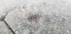 Elaphidion irroratum