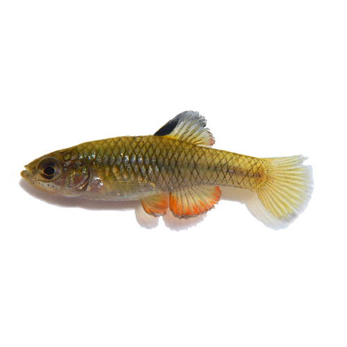 Rainwater killifish (Lucania parva) — Fundulidae — 3