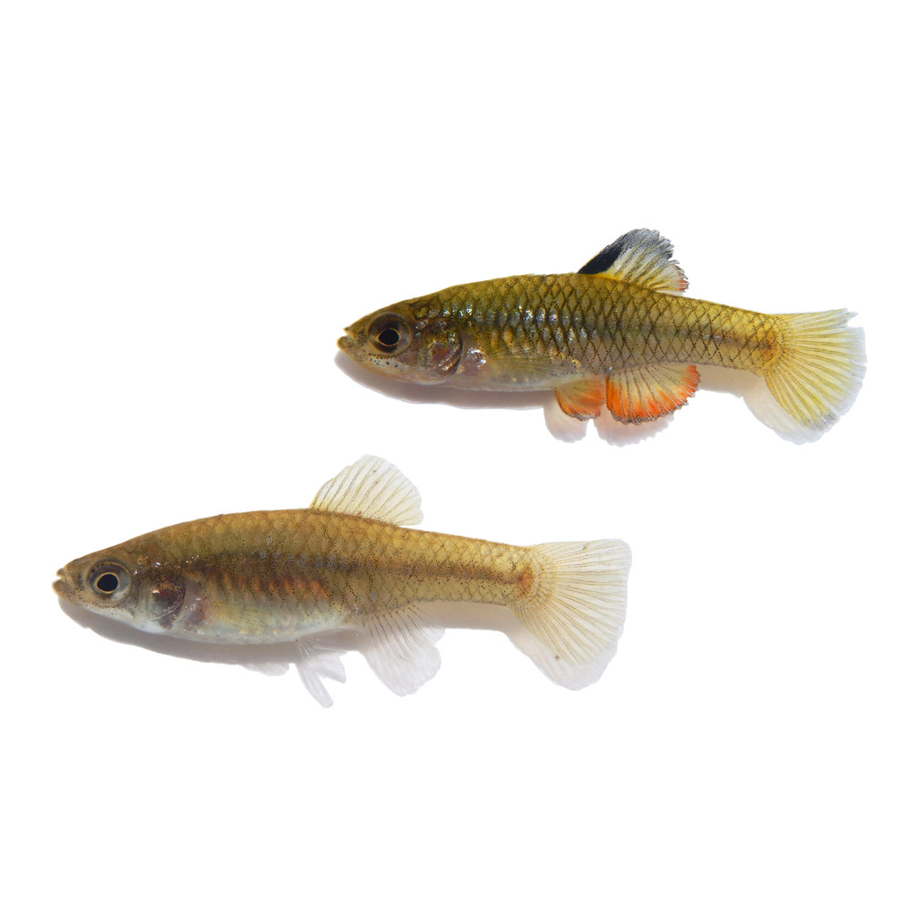 Rainwater Killifish