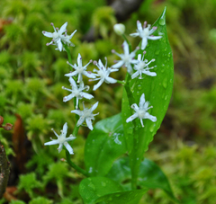 Maianthemum trifolium