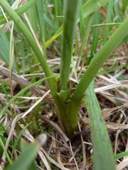 Laserpitium latifolium