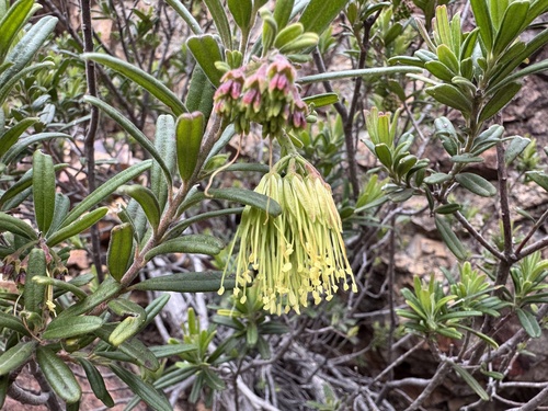 Leionema viridiflorum