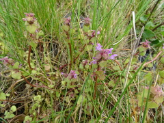 Lamium purpureum
