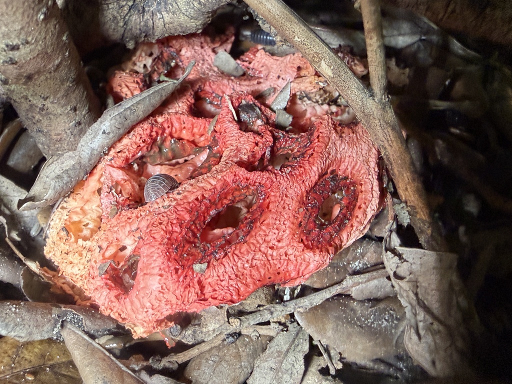 Wiffle Ball Stinkhorn · August 2026 · photo: Photo: (c) Nick Tobler (Cowturtle), some rights reserved (CC BY) · iNaturalist