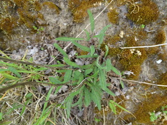 Achillea millefolium