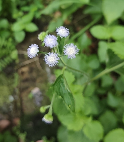 billygoat weed