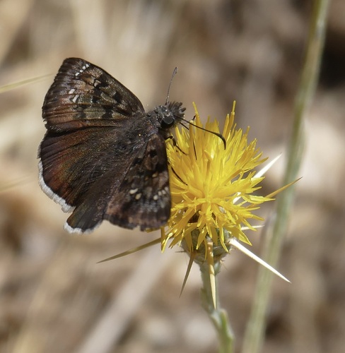 Mournful Duskywing seen in Sonoma Valley