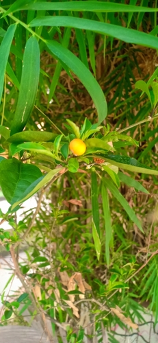 twoleaf nightshade