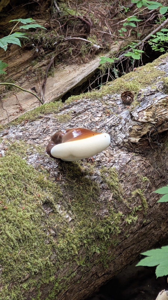 West Coast Reishi · August 2026 · photo: Photo: (c) Christopher Burton, some rights reserved (CC BY) · iNaturalist