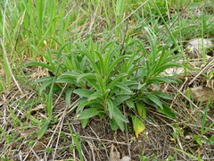 Veronica spicata