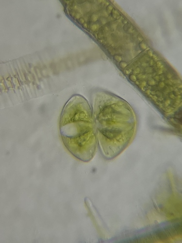 Staurodesmus dickiei, 2026-08-04