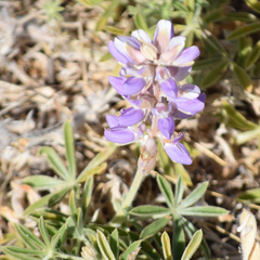 Lupinus formosus