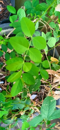 Blue Pea