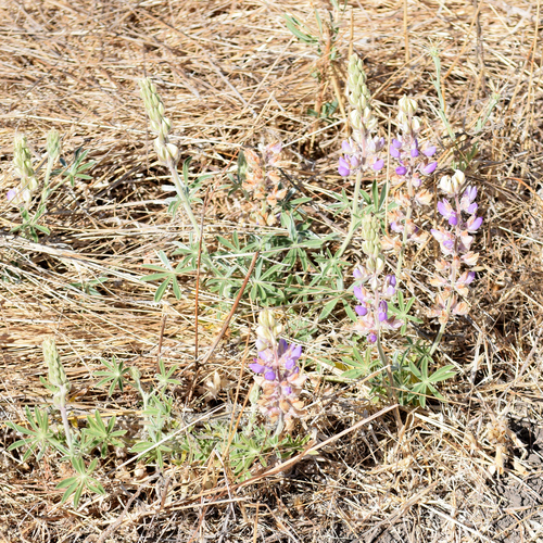 Lupinus formosus, photograph 1